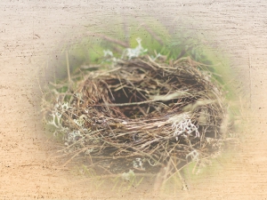 Nest, Journey Wheel, Home