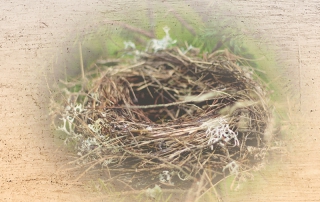 Nest, Journey Wheel, Home