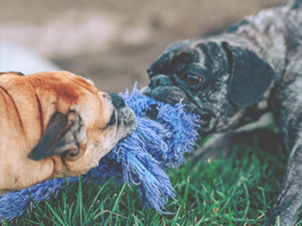 Tug of War