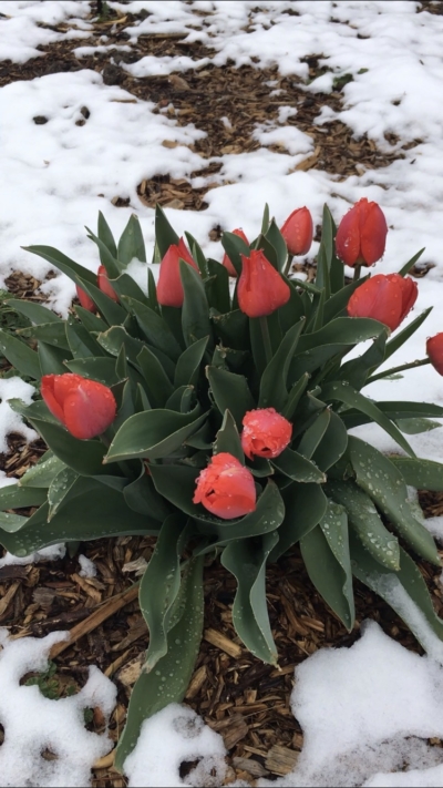 Red Tulip Bunch in Snow