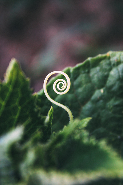Spiral Seedling
