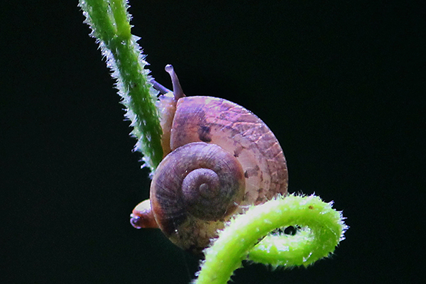 Snail