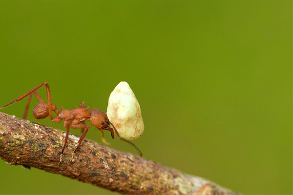 Ant carrying food