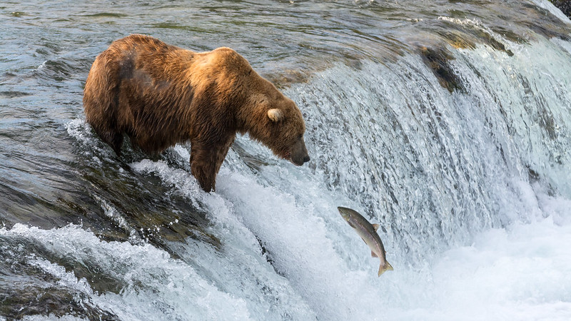 Salmon jump with Bear, Christoph Strässler
