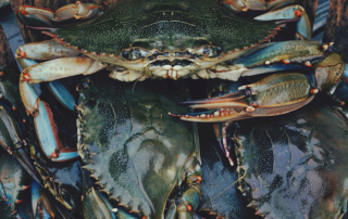 Crabs in a Bucket Photo by Adam Wyman on Unsplash