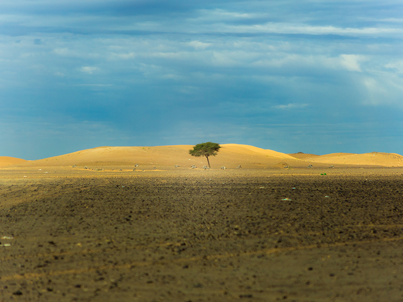 Tree in the desert, Photo by Karim MANJRA on Unsplash