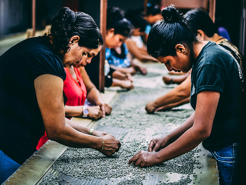Women sorting seeds