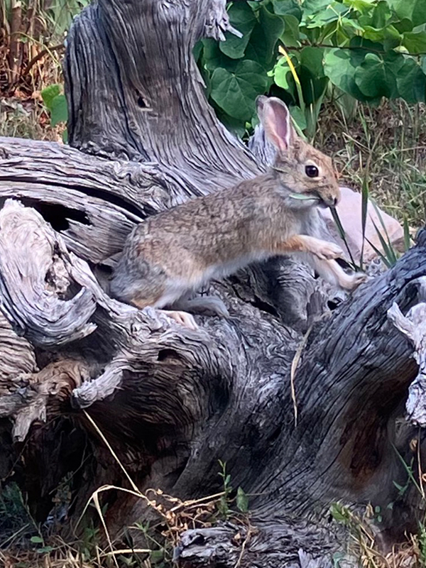 Rabbit on stump by D. Malcolm Wells