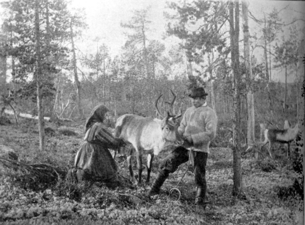 960px-Reindeer_milking