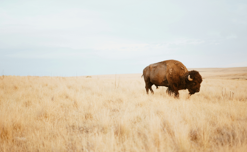 buffalo-bryce-olsen-unsplash