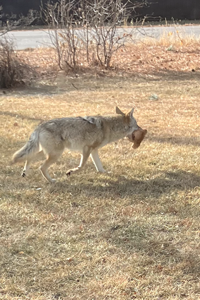 Red in Tooth and Claw Coyote