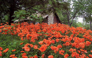 Poppies at Innisfree