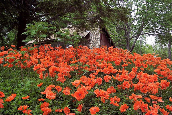 Poppies at Innisfree