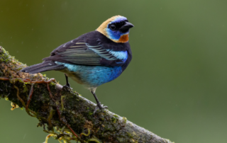 Golden Hooded Tanager by Henry Collins