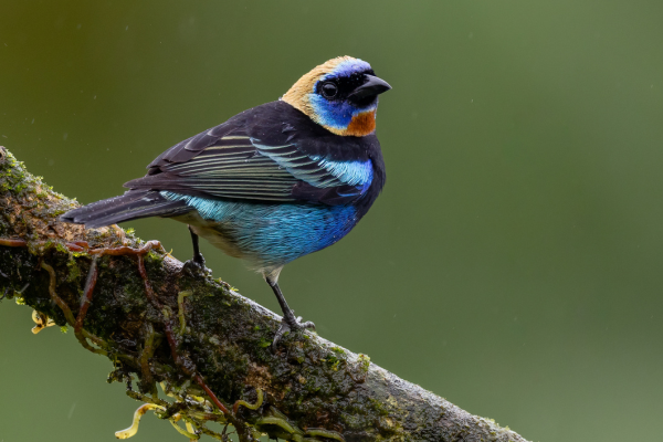 Golden Hooded Tanager by Henry Collins